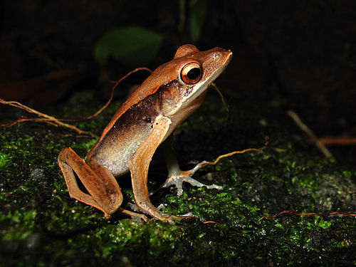 Clinotarsus alticola